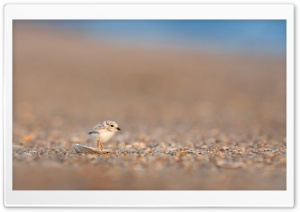 Adorable Baby Gull Bird Ultra HD Wallpaper for 4K UHD Widescreen desktop, tablet & smartphone