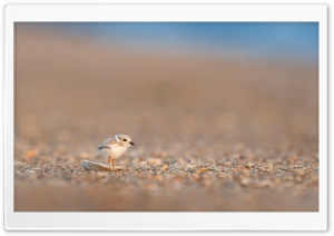 Adorable Baby Gull Bird Ultra HD Wallpaper for 4K UHD Widescreen Desktop, Lockscreen, Screensaver, TV, Tablet, Smartphone