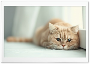 Adorable Cute Blonde Cat 4K UHD Wallpaper for Widescreen and UltraWide Desktop, UltraHD TV, Smartphone, Tablet