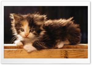 Adorable Fluffy Kitten Ultra HD Wallpaper for 4K UHD Widescreen desktop, tablet & smartphone