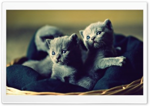 Adorable Grey Kittens Ultra HD Wallpaper for 4K UHD Widescreen desktop, tablet & smartphone