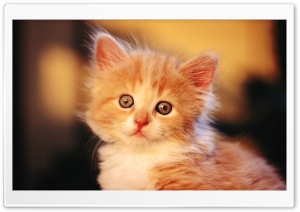 Adorable Kitty Ultra HD Wallpaper for 4K UHD Widescreen desktop, tablet & smartphone