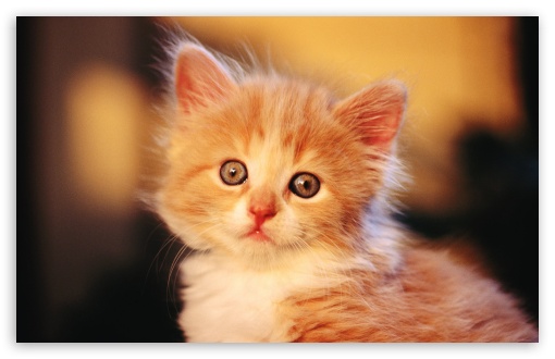 Adorable Kitty UltraHD Wallpaper for Wide 16:10 5:3 Widescreen WHXGA WQXGA WUXGA WXGA WGA ; 8K UHD TV 16:9 Ultra High Definition 2160p 1440p 1080p 900p 720p ; Standard 4:3 5:4 3:2 Fullscreen UXGA XGA SVGA QSXGA SXGA DVGA HVGA HQVGA ( Apple PowerBook G4 iPhone 4 3G 3GS iPod Touch ) ; Tablet 1:1 ; iPad 1/2/Mini ; Mobile 4:3 5:3 3:2 16:9 5:4 - UXGA XGA SVGA WGA DVGA HVGA HQVGA ( Apple PowerBook G4 iPhone 4 3G 3GS iPod Touch ) 2160p 1440p 1080p 900p 720p QSXGA SXGA ;