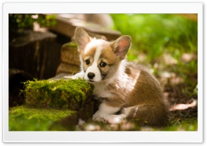 Adorable Pembroke Welsh Corgi Puppy Ultra HD Wallpaper for 4K UHD Widescreen desktop, tablet & smartphone