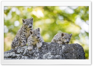 Adorable Snow Leopard Cubs Wild Animals Ultra HD Wallpaper for 4K UHD Widescreen desktop, tablet & smartphone