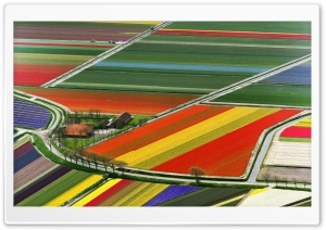 Aerial View Of Tulip Flower Fields, Amsterdam, The Netherlands Ultra HD Wallpaper for 4K UHD Widescreen desktop, tablet & smartphone