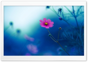 Aesthetic Cosmos Flower 4K UHD Wallpaper for Widescreen and UltraWide Desktop, UltraHD TV, Smartphone, Tablet