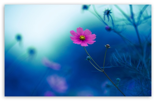 Aesthetic Cosmos Flower UltraHD Wallpaper for UHD 16:9 ; HD 16:9 ; UltraWide 21:9 24:10 32:9 32:10 ; Widescreen 16:10 5:3 ; Fullscreen 4:3 5:4 3:2 ; Tablet 1:1 ; Mobile 9:16 9:19.5 9:20 9:21 9:22 10:16 2:3 3:5 3:4 ; Dual 16:10 5:3 16:9 4:3 5:4 3:2 ;