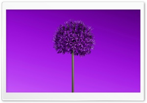 Aesthetic Flower 4K UHD Wallpaper for Widescreen and UltraWide Desktop, UltraHD TV, Smartphone, Tablet