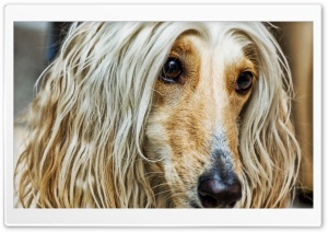 Afghan Dog Ultra HD Wallpaper for 4K UHD Widescreen desktop, tablet & smartphone