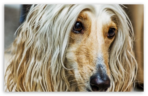 Afghan Dog UltraHD Wallpaper for 8K UHD TV 16:9 Ultra High Definition 2160p 1440p 1080p 900p 720p ; Widescreen 16:10 5:3 WHXGA WQXGA WUXGA WXGA WGA ; Fullscreen 4:3 5:4 3:2 UXGA XGA SVGA QSXGA SXGA DVGA HVGA HQVGA ( Apple PowerBook G4 iPhone 4 3G 3GS iPod Touch ) ; Tablet 1:1 ; Mobile 3:5 3:4 - ;