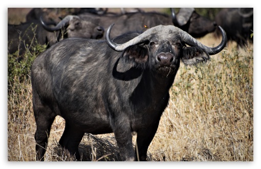 African Buffalo Pictures | Download Free Images on Unsplash