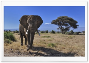 African Bush Elephant Ultra HD Wallpaper for 4K UHD Widescreen desktop, tablet & smartphone