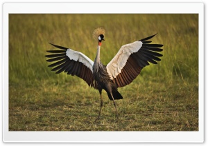 African Crowned Crane Masai Mara Kenya Ultra HD Wallpaper for 4K UHD Widescreen desktop, tablet & smartphone