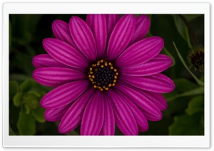 African Daisy Ultra HD Wallpaper for 4K UHD Widescreen desktop, tablet & smartphone