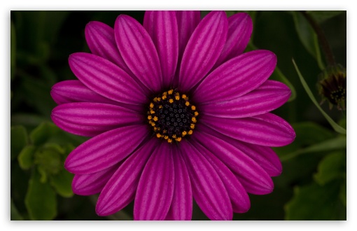 African Daisy Ultra HD Desktop Background Wallpaper for 4K UHD TV ...