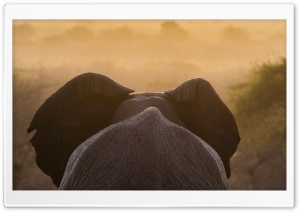 African Elephant Ultra HD Wallpaper for 4K UHD Widescreen desktop, tablet & smartphone