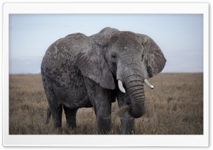 African Elephant 4K UHD Wallpaper for Widescreen and UltraWide Desktop, UltraHD TV, Smartphone, Tablet