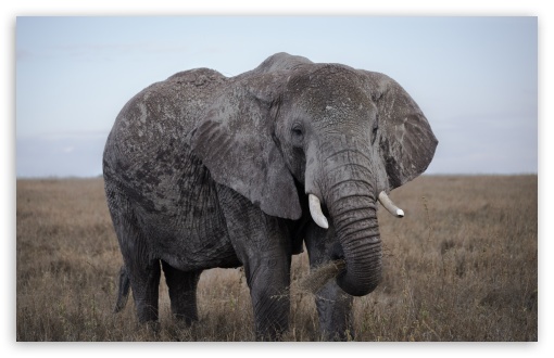 African Elephant UltraHD Wallpaper for UHD 16:9 ; HD 16:9 ; UltraWide 21:9 24:10 ; Widescreen 16:10 ; Fullscreen 3:2 ; Tablet 1:1 ; Mobile 9:16 9:19.5 9:20 9:21 9:22 ;