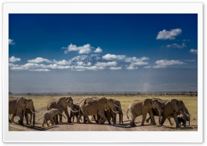 African Elephants Crossing the Road Ultra HD Wallpaper for 4K UHD Widescreen desktop, tablet & smartphone