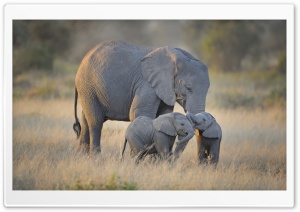 African Elephants Mother and Adorable Babies Ultra HD Wallpaper for 4K UHD Widescreen desktop, tablet & smartphone