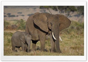 African Elephants Mother and Cute Baby Ultra HD Wallpaper for 4K UHD Widescreen desktop, tablet & smartphone