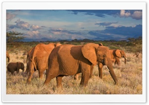 African Elephants Samburu National Reserve Kenya Ultra HD Wallpaper for 4K UHD Widescreen desktop, tablet & smartphone