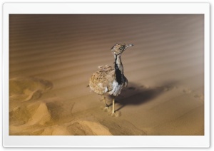 African Houbara Bustard Bird, Desert Sand Ultra HD Wallpaper for 4K UHD Widescreen desktop, tablet & smartphone