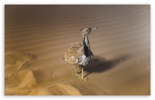 African Houbara Bustard Bird, Desert Sand UltraHD Wallpaper for UHD 16:9 ; HD 16:9 ; UltraWide 21:9 24:10 ; Widescreen 16:10 5:3 ; Fullscreen 4:3 5:4 3:2 ; Tablet 1:1 ; Mobile 9:16 2:3 3:5 3:4 ;