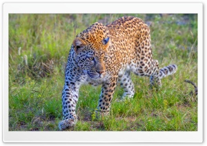 African Leopard, Solitary Animal, South Africa, Wildlife 4K UHD Wallpaper for Widescreen and UltraWide Desktop, UltraHD TV, Smartphone, Tablet