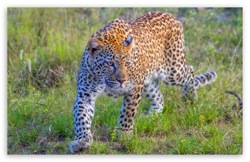 African Leopard, Solitary Animal, South Africa, Wildlife UltraHD Wallpaper for UHD 16:9 ; HD 16:9 ; Widescreen 16:10 5:3 ; Fullscreen 4:3 5:4 3:2 ; Tablet 1:1 ;