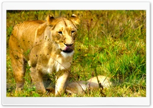 African Lioness Ultra HD Wallpaper for 4K UHD Widescreen desktop, tablet & smartphone