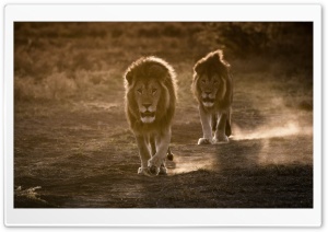 African Lions Ultra HD Wallpaper for 4K UHD Widescreen desktop, tablet & smartphone