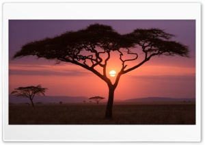 African Sunset Ultra HD Wallpaper for 4K UHD Widescreen desktop, tablet & smartphone