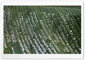After The Rain Ultra HD Wallpaper for 4K UHD Widescreen desktop, tablet & smartphone