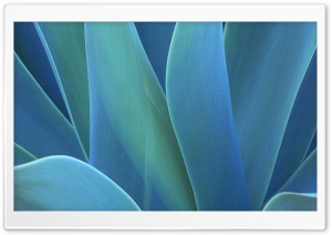 Agave Ultra HD Wallpaper for 4K UHD Widescreen desktop, tablet & smartphone