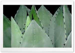 Agave Plant Ultra HD Wallpaper for 4K UHD Widescreen desktop, tablet & smartphone