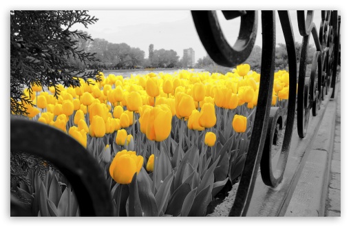 Ahad - Tulips UltraHD Wallpaper for Wide 16:10 5:3 Widescreen WHXGA WQXGA WUXGA WXGA WGA ; 8K UHD TV 16:9 Ultra High Definition 2160p 1440p 1080p 900p 720p ; UHD 16:9 2160p 1440p 1080p 900p 720p ; Mobile 5:3 16:9 - WGA 2160p 1440p 1080p 900p 720p ;