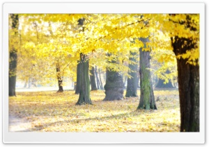 Airy Autumn Ultra HD Wallpaper for 4K UHD Widescreen desktop, tablet & smartphone