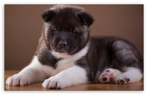 Akita Dog With Red Scarf Is Lying Down On Dry Green Grass Near Lantern 4K  5K HD Dog Wallpapers | HD Wallpapers | ID #66154