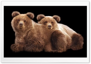 Alaska Bear Cubs 4K UHD Wallpaper for Widescreen and UltraWide Desktop, UltraHD TV, Smartphone, Tablet