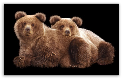 Alaska Bear Cubs UltraHD Wallpaper for UHD 16:9 ; HD 16:9 ; Widescreen 16:10 5:3 ; Fullscreen 4:3 3:2 ; Mobile 9:19.5 9:20 9:21 ;