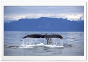 Alaska Frederick Sound Humpback Whale Megaptera Novaeangliae Tail Ultra HD Wallpaper for 4K UHD Widescreen desktop, tablet & smartphone