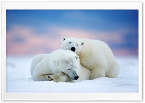 Alaska Two White Bears Ultra HD Wallpaper for 4K UHD Widescreen desktop, tablet & smartphone