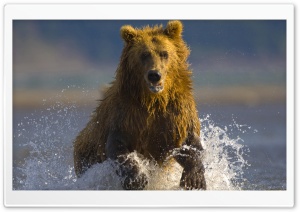 Alaskan Brown Bear Hallo Bay Alaska Ultra HD Wallpaper for 4K UHD Widescreen Desktop, Lockscreen, Screensaver, TV, Tablet, Smartphone