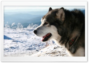 Alaskan Malamute Dog Ultra HD Wallpaper for 4K UHD Widescreen desktop, tablet & smartphone