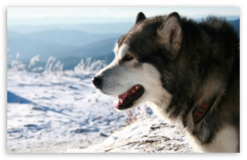 Alaskan Malamute Dog UltraHD Wallpaper for 8K UHD TV 16:9 Ultra High Definition 2160p 1440p 1080p 900p 720p ; Widescreen 16:10 5:3 WHXGA WQXGA WUXGA WXGA WGA ; Fullscreen 4:3 5:4 3:2 UXGA XGA SVGA QSXGA SXGA DVGA HVGA HQVGA ( Apple PowerBook G4 iPhone 4 3G 3GS iPod Touch ) ; Tablet 1:1 ;