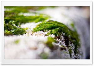 Algae Macro 4K UHD Wallpaper for Widescreen and UltraWide Desktop, UltraHD TV, Smartphone, Tablet