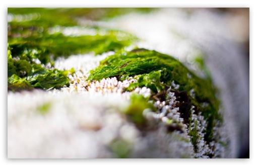 Algae Macro UltraHD Wallpaper for HD 16:9 ; Widescreen 16:10 5:3 ; Fullscreen 3:2 ;