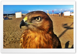 Algerian Hawk 4K UHD Wallpaper for Widescreen and UltraWide Desktop, UltraHD TV, Smartphone, Tablet